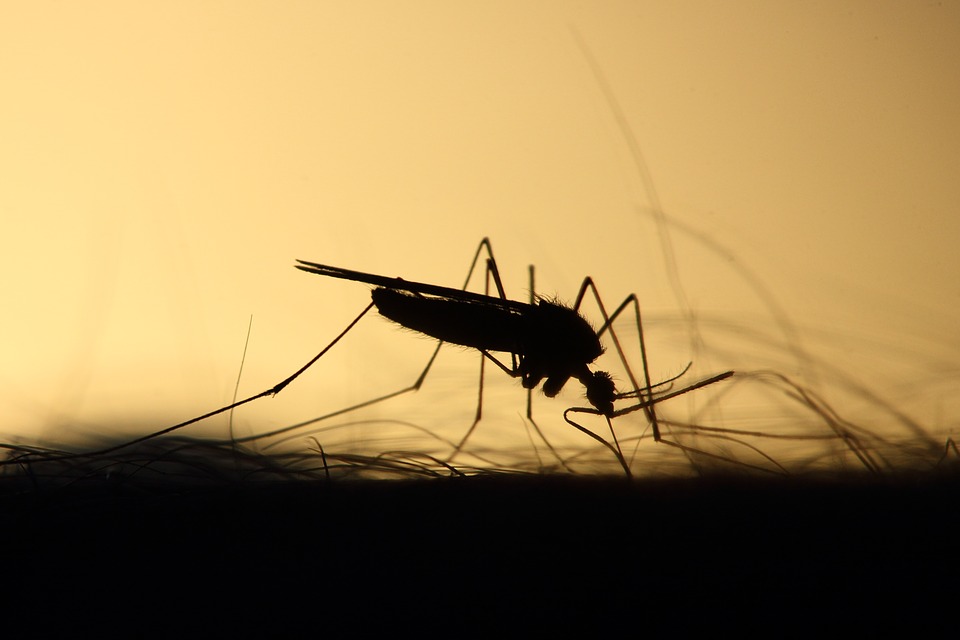 mosquito 3860900 960 720