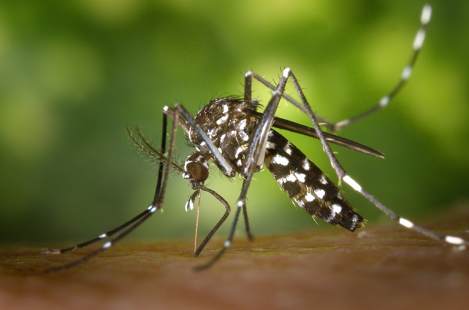 tiger mosquito 49141 960 720