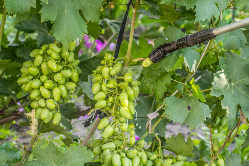 farmer is protecting grape bushes from fungal disease vermin with pressure sprayer chemicals