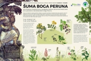 uma-Boga-Peruna